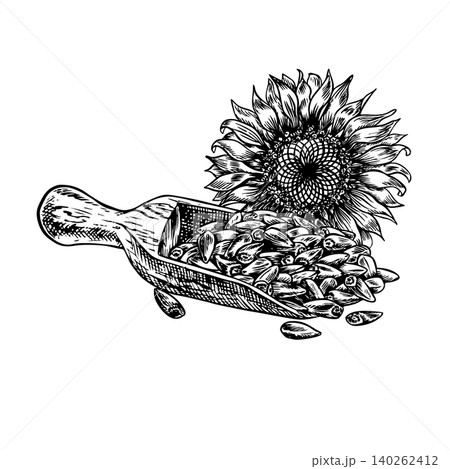 Sunflower flower and seeds in a wooden scoop. Hand-drawn black and white vector illustration. Element of label and packaging design, as well as banners, posters, and more. 140262412