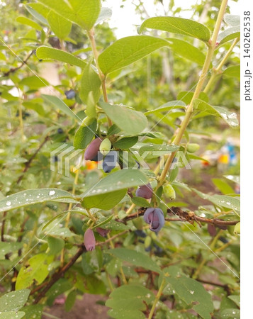 Ripe honeysuckle berries on green branches on a bush. Honeysuckle, Lonicera, is a genus of erect, climbing, or creeping shrubs, the type genus of the Caprifoliaceae family. Ripe honeysuckle berries on green branches on a bush. Honeysuckle, Lonicera, is a genus of erect, climbing, or creeping shrubs, the type genus of the Caprifoliaceae family. 140262538