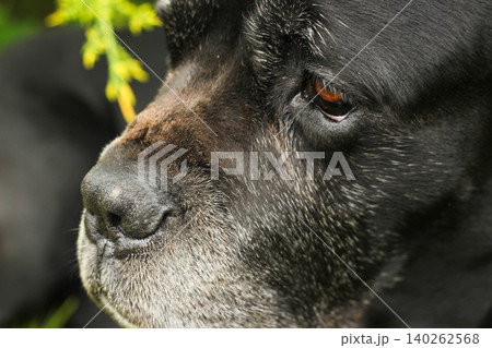 Cane Corso dog Cane Corso dog 140262568