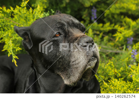 Cane Corso dog Cane Corso dog 140262574