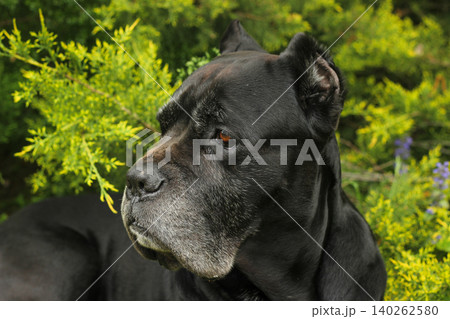 Cane Corso dog 140262580