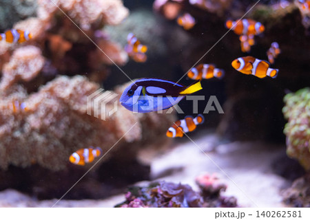 The blue surgeonfish with anemones in the background. A popular fish in marine aquariums. Paracanturus hepatus.  140262581