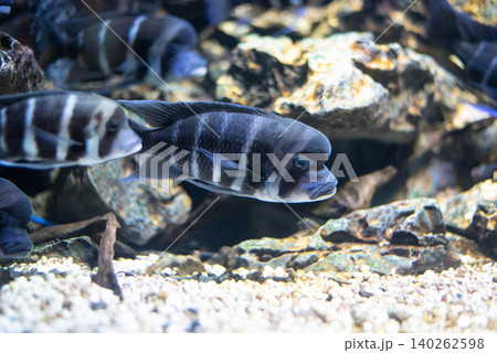 Frontosa fish in aquarium. Beautiful Cyphotilapia Frontosa in black and blue stripes.  140262598