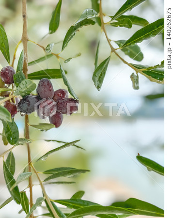 Olive tree branch with dark ripe olives, blurred soft focus olive leaves and sea on background, copy space. Healthy eating concept, olive oil ad. Symbol of peace, Easter and Palm Sunday, agriculture Olive tree branch with dark ripe olives, blurred soft focus olive leaves and sea on background, copy space. Healthy eating concept, olive oil ad. Symbol of peace, Easter and Palm Sunday, agriculture 140262675