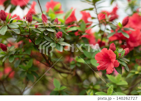 Flowering bright red azalea, genus rhododendron. Wallpaper. Space for text. High quality photo Flowering bright red azalea, genus rhododendron. Wallpaper. Space for text. High quality photo 140262727