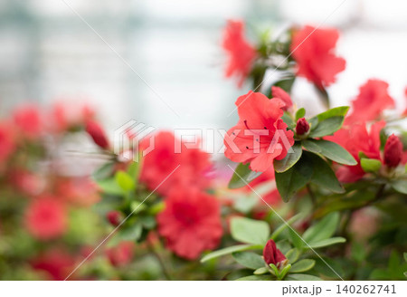 Flowering bright red azalea, genus rhododendron. Wallpaper. Space for text. High quality photo 140262741