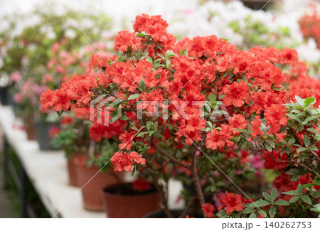 Flowering bright red azalea, genus rhododendron. Wallpaper. Space for text. High quality photo Flowering bright red azalea, genus rhododendron. Wallpaper. Space for text. High quality photo 140262753