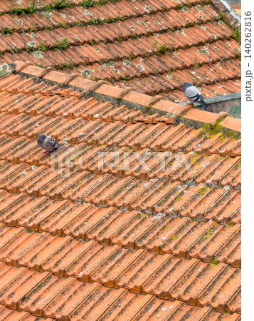 Pigeons on Traditional Terracotta Rooftops in Porto, Portugal Pigeons on Traditional Terracotta Rooftops in Porto, Portugal 140262816