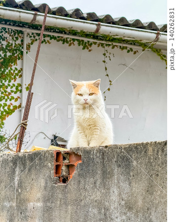 White and Ginger Cat Sitting on a Concrete Wall White and Ginger Cat Sitting on a Concrete Wall 140262831