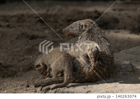 Banded Mongoose, group with baby, Mungos mungo Banded Mongoose, group with baby, Mungos mungo 140263074