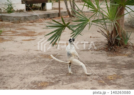 Verreaux's sifaka Madagascar. White sifaka with dark head. Verreaux's sifaka Madagascar. White sifaka with dark head. 140263080
