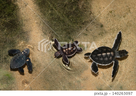 Baby turtle in a farm swim in the water Baby turtle in a farm swim in the water 140263097