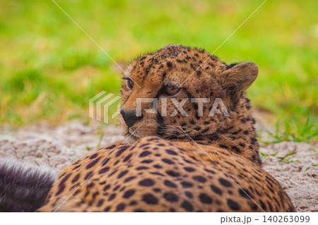 cheetah resting on green grass, very close eye contact. cheetah resting on green grass, very close eye contact. 140263099