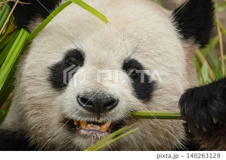 giant black and white panda is eating bamboo. Large animal closeup giant black and white panda is eating bamboo. Large animal closeup 140263129
