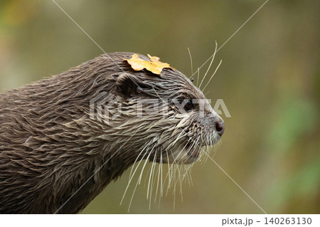 Asian small clawed otter Amblonyx cinerea, small clawed otter 140263130