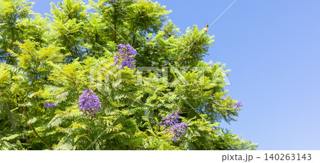 Jacaranda tree with purple flowers against clear blue sky Jacaranda tree with purple flowers against clear blue sky 140263143