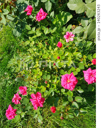 Bright pink roses blooming in a lush green garden surrounded by vibrant foliage and grass under natural sunlight creating a lively outdoor scene Bright pink roses blooming in a lush green garden surrounded by vibrant foliage and grass under natural sunlight creating a lively outdoor scene 140263243