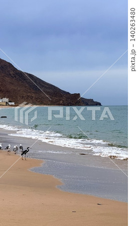 Shoreline With Walking Birds Near Rocky Headland, Gentle Waves Lapping Soft Sand, Muted Sky, Coastal Solitude Suitable For Wildlife Lifestyle And Mindful Travel Narratives Shoreline With Walking Birds Near Rocky Headland, Gentle Waves Lapping Soft Sand, Muted Sky, Coastal Solitude Suitable For Wildlife Lifestyle And Mindful Travel Narratives 140263480