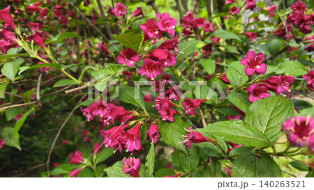Close-up of vibrant Weigela florida Bristol Ruby blossoms in full bloom, showcasing rich magenta-red flowers and fresh green foliage in a lush spring garden Close-up of vibrant Weigela florida Bristol Ruby blossoms in full bloom, showcasing rich magenta-red flowers and fresh green foliage in a lush spring garden 140263521