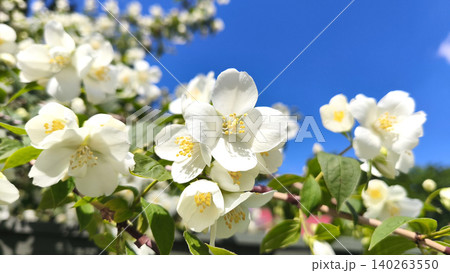 Close up Blooming jasmine, mock orange Philadelphus shrub with white flowers and lush green leaves. Botanical detail, decorative gardening, flowering, plant anatomy, and urban vegetation texture 140263550