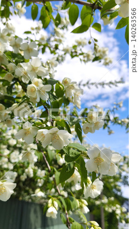 profusely blooming jasmine bush, or Philadelphia jasmine, with white flowers and lush foliage above a green fence. A garden ornament and seasonal addition to the natural landscape. copy space profusely blooming jasmine bush, or Philadelphia jasmine, with white flowers and lush foliage above a green fence. A garden ornament and seasonal addition to the natural landscape. copy space 140263566