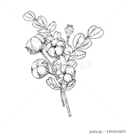Vector dried flowers bouquet. Cotton flower branches, eucalyptus, poppy heads, graphic hand drawn isolated fluffy illustration. Botanical christmas, winter, and wedding clipart. For designers Vector dried flowers bouquet. Cotton flower branches, eucalyptus, poppy heads, graphic hand drawn isolated fluffy illustration. Botanical christmas, winter, and wedding clipart. For designers 140263605