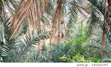Dense Date Canopy With Layered Fronds, Green Textured Foliage And Filtered Sunlight, Close Intimate View Of Orchard Growth And Harvest Readiness, Tranquil Botanical Atmosphere Dense Date Canopy With Layered Fronds, Green Textured Foliage And Filtered Sunlight, Close Intimate View Of Orchard Growth And Harvest Readiness, Tranquil Botanical Atmosphere 140263767