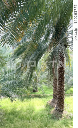 Tropical Greenery Scene. Vivid Tropical Landscape Showcasing Lush Flora And Abundance. Lush Palm Groves With Rich Undergrowth Indicating Fruitful Cultivation Methods Tropical Greenery Scene. Vivid Tropical Landscape Showcasing Lush Flora And Abundance. Lush Palm Groves With Rich Undergrowth Indicating Fruitful Cultivation Methods 140263775