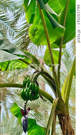 Fresh Bananas Beneath Leafy Shade. Vibrant Garden Scene With Ripening Bananas Under Sunlit Palms. Organic Farm Scene With Dewy Foliage And Hanging Green Bananas At Dawn Fresh Bananas Beneath Leafy Shade. Vibrant Garden Scene With Ripening Bananas Under Sunlit Palms. Organic Farm Scene With Dewy Foliage And Hanging Green Bananas At Dawn 140263799