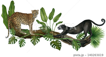 Watercolor leopard and panther on a tree with leaves, plants. Wild animals and tropical foliage isolated on a white background.Hand drawn illustration of a wild cat for textile design, wallpaper Watercolor leopard and panther on a tree with leaves, plants. Wild animals and tropical foliage isolated on a white background.Hand drawn illustration of a wild cat for textile design, wallpaper 140263819