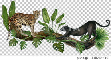 Watercolor leopard and panther on a tree with leaves, plants. Wild animals and tropical foliage isolated on a white background.Hand drawn illustration of a wild cat for textile design, wallpaper Watercolor leopard and panther on a tree with leaves, plants. Wild animals and tropical foliage isolated on a white background.Hand drawn illustration of a wild cat for textile design, wallpaper 140263819