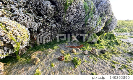 Quiet Coastal Habitat. Shaded Tidepool With Moss., Persian Gulf Small Sheltered Area Beneath Large Rocks. Coastal Microhabitat Featuring Mosscovered Overhangs And Colorful Puddles Quiet Coastal Habitat. Shaded Tidepool With Moss., Persian Gulf Small Sheltered Area Beneath Large Rocks. Coastal Microhabitat Featuring Mosscovered Overhangs And Colorful Puddles 140263890