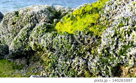 Coastal Rock Surface. Saltaffected Rocky Coast Featuring Moss And Weathered Erosion Marks. Jagged Shoreline With Lichen And Moss On Eroded Granite Under Salty Sea Air Coastal Rock Surface. Saltaffected Rocky Coast Featuring Moss And Weathered Erosion Marks. Jagged Shoreline With Lichen And Moss On Eroded Granite Under Salty Sea Air 140263897