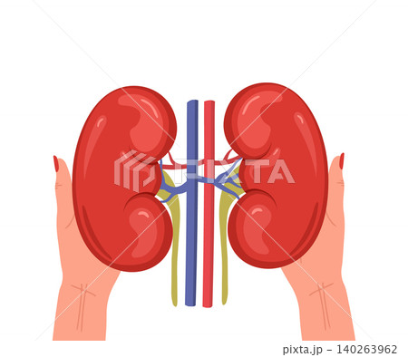 Internal organ donation. Renal transplant surgery and medical therapy. Kidney health care concept. Anatomical vector illustration Internal organ donation. Renal transplant surgery and medical therapy. Kidney health care concept. Anatomical vector illustration 140263962