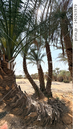 Tall Palms Shaded. Sunlit Grove With Rugged Trees. Serene Oasis Featuring Textured Tree Bark And Dry Flora. Dense Cluster Of Towering Palms Creating Peaceful Natural Refuge Tall Palms Shaded. Sunlit Grove With Rugged Trees. Serene Oasis Featuring Textured Tree Bark And Dry Flora. Dense Cluster Of Towering Palms Creating Peaceful Natural Refuge 140263979