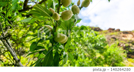 Green unripe almonds growing on a tree branch surrounded by lush green leaves in a natural outdoor setting during daylight. High quality photo Green unripe almonds growing on a tree branch surrounded by lush green leaves in a natural outdoor setting during daylight. High quality photo 140264280