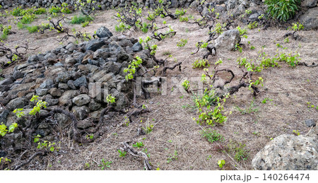 Green vine leaves emerging from volcanic soil beside a pile of black and yellow volcanic rocks in a rugged landscape. High quality photo Green vine leaves emerging from volcanic soil beside a pile of black and yellow volcanic rocks in a rugged landscape. High quality photo 140264474