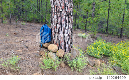 Blue backpack resting against a large pine tree surrounded by rocks and wildflowers in a forested area with green foliage and pine needles on the ground. High quality photo Blue backpack resting against a large pine tree surrounded by rocks and wildflowers in a forested area with green foliage and pine needles on the ground. High quality photo 140264499