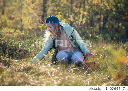 Cheerful woman hiker on daily walk in wild forest sitting at bog picking up fresh edible cranberries Cheerful woman hiker on daily walk in wild forest sitting at bog picking up fresh edible cranberries 140264547