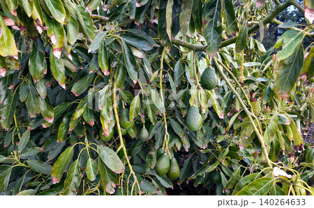 Avocado trees with ripe fruit and lush green foliage in a mountainous landscape under a clear sky, showcasing agricultural cultivation in a natural setting. High quality photo Avocado trees with ripe fruit and lush green foliage in a mountainous landscape under a clear sky, showcasing agricultural cultivation in a natural setting. High quality photo 140264633