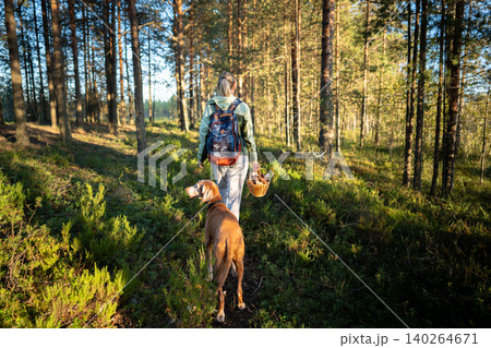 Woman nature lover walking in forest with Vizla dog harvesting mushrooms and enjoying ecotourism Woman nature lover walking in forest with Vizla dog harvesting mushrooms and enjoying ecotourism 140264671