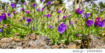 Purple wildflowers blooming among rocky terrain in a natural landscape, showcasing vibrant colors and lush green foliage under bright sunlight. High quality photo Purple wildflowers blooming among rocky terrain in a natural landscape, showcasing vibrant colors and lush green foliage under bright sunlight. High quality photo 140264683