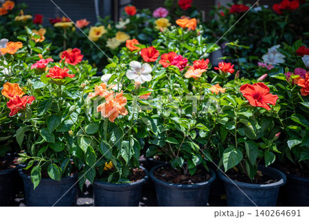Potted tropical hibiscus (Hibiscus rosa-sinensis) seedlings on display selling at flower market 140264691