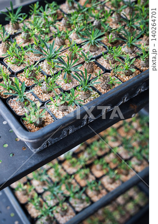 Sale of ornamental plant seedlings in flower shop, display with decorative exotic plants on shelves Sale of ornamental plant seedlings in flower shop, display with decorative exotic plants on shelves 140264701