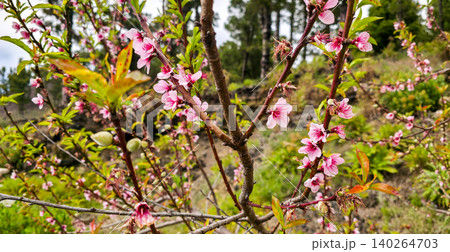 Pink flowering branches of a almond tree in a natural setting with green foliage and blurred background of trees and hills under a clear sky. High quality photo Pink flowering branches of a almond tree in a natural setting with green foliage and blurred background of trees and hills under a clear sky. High quality photo 140264703