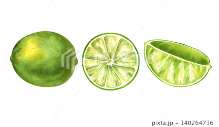 Watercolor lime set with whole fruit, round cross section slice and wedge isolated on white background. For cocktail menus, food packaging design, juice labels, kitchen decor, and summer textile 140264716