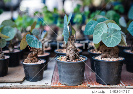 Rare collectible potted Stephania erecta plant seedlings selling at traditional market Chatuchak Rare collectible potted Stephania erecta plant seedlings selling at traditional market Chatuchak 140264717