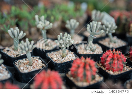 Flower shop selling various potted decorative succulents, store display with many plants on sale Flower shop selling various potted decorative succulents, store display with many plants on sale 140264776