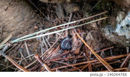 Close-up of a millipede on a textured rock surface with scattered pine needles in a natural setting. High quality photo Close-up of a millipede on a textured rock surface with scattered pine needles in a natural setting. High quality photo 140264788