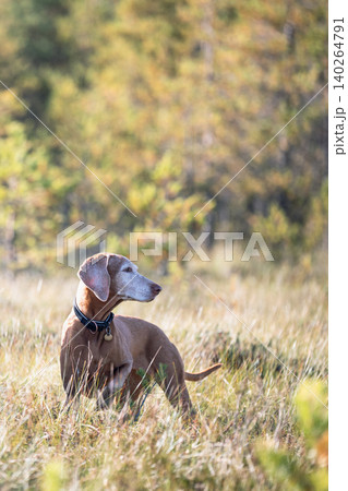 Curious Vizsla dog on daily walk in wild forest at marshland enjoys activity weekend time outdoors 140264791
